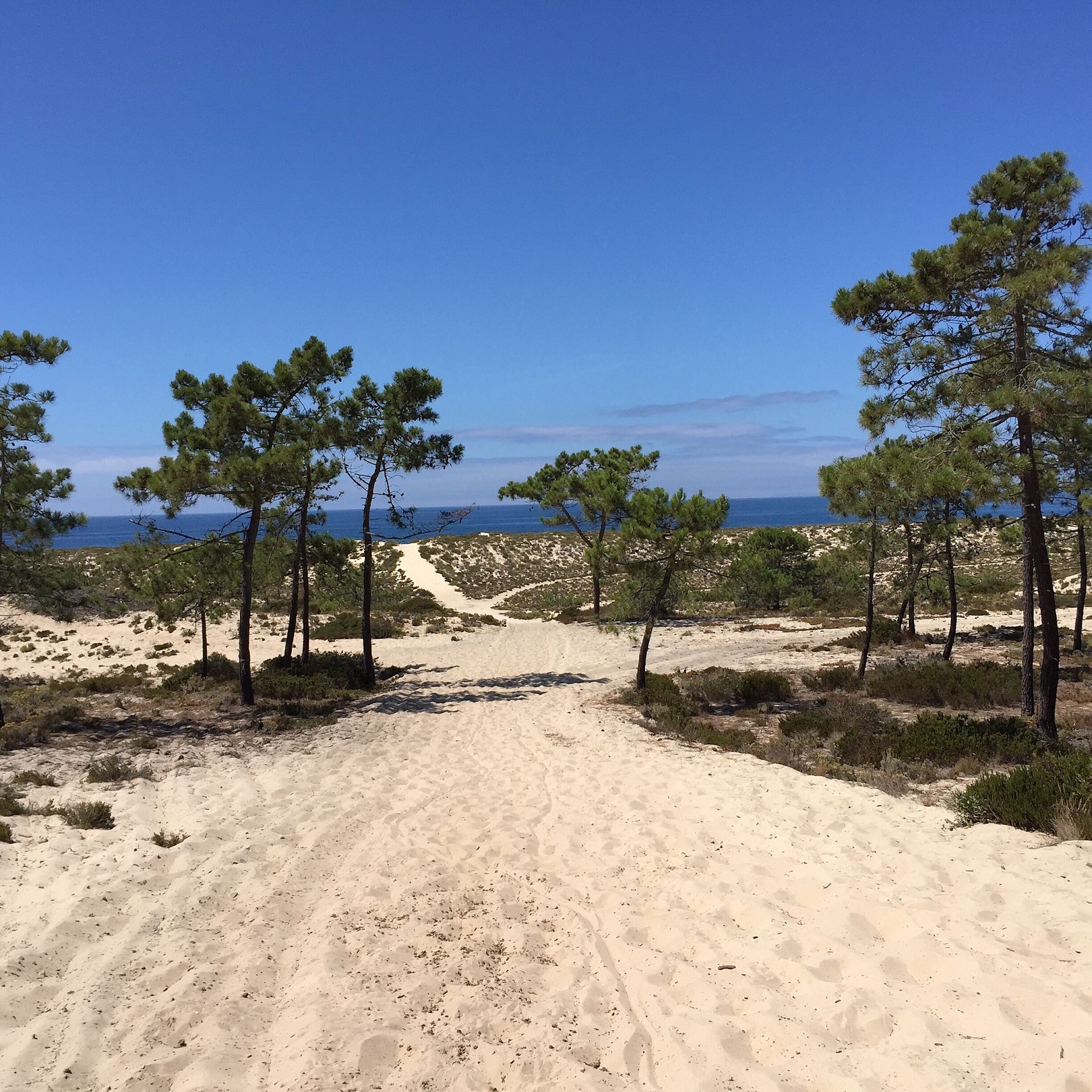 Coastal dune path flanked by pine trees